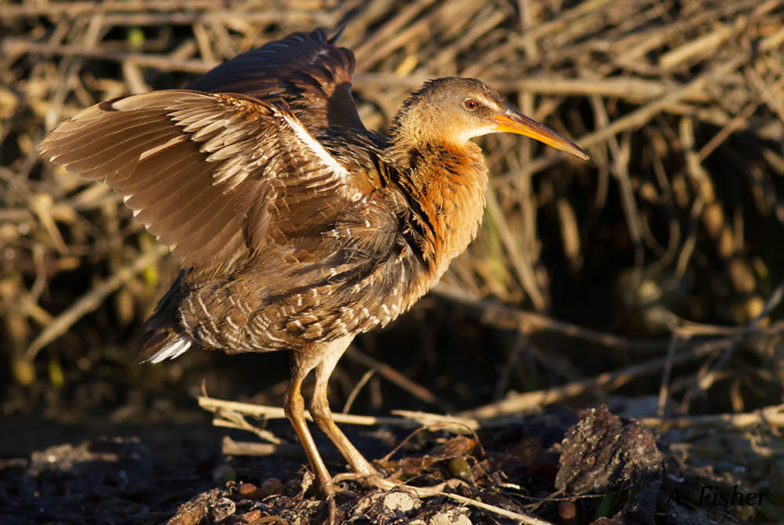 Light footed clapper rail FWS.gov